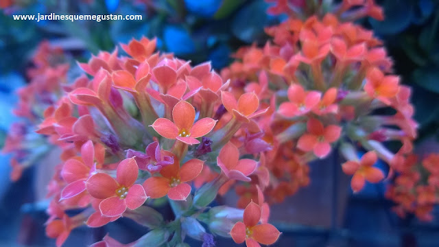 Flor de Kalanchoe