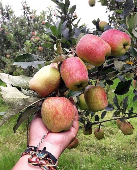 tanaman apel anna bibit buah siap mudah cepat berbunga pasti puas Tanah Sepenggal Lintas