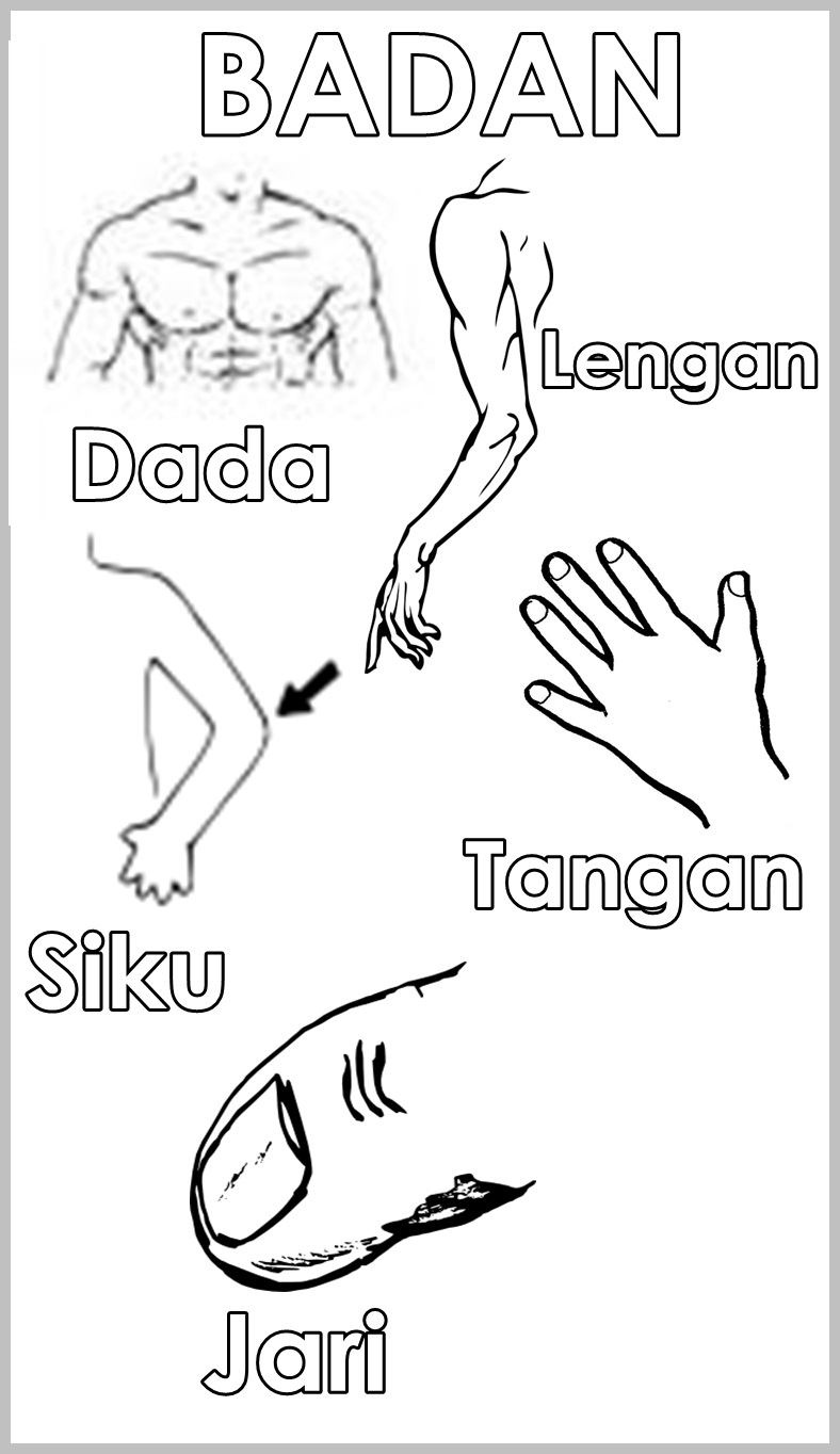 MARI MEWARNA ANGGOTA BADAN 