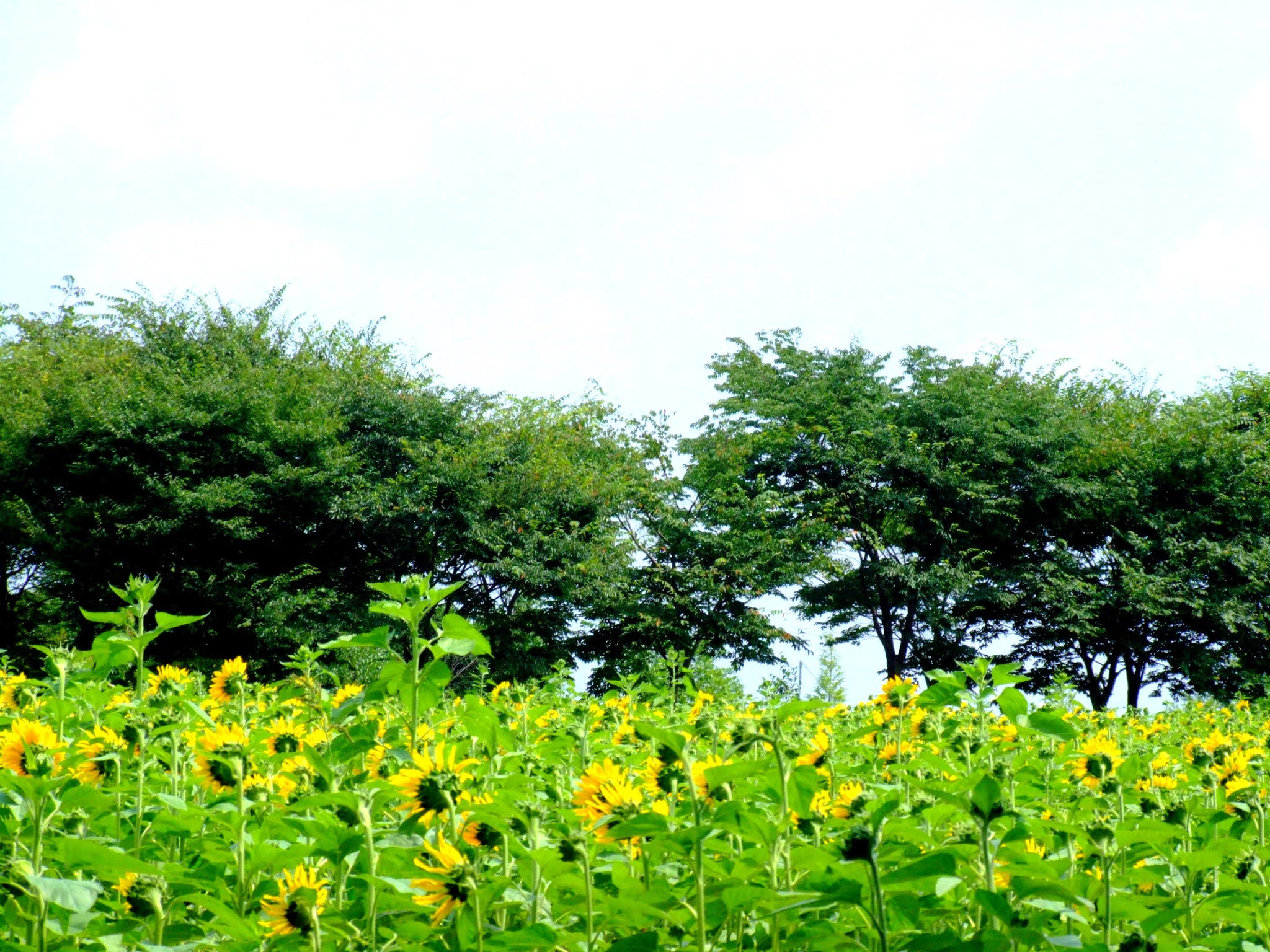 青空 黄色い向日葵（ヒマワリ）ひまわり 写真素材