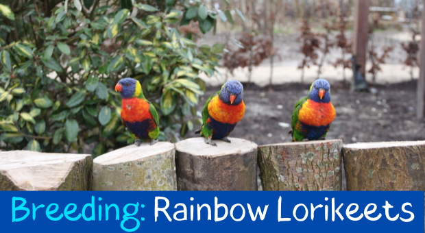 how to feed Rainbow-Lorikeets