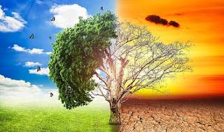THE EFFECTS OF ACID RAIN ON ENVIRONMENT | PLANT | HUMAN