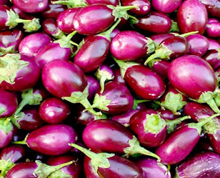 How to Start a Eggplant Farming Business
