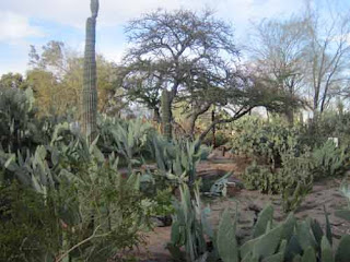 Ethel M Cactus Garden.