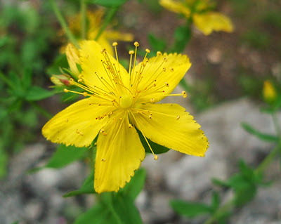 Flor del Hypericum perforatum amarilla