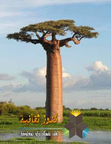 الباوباب "Baobab