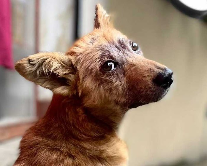 Rabies in Dogs - Everything You Need To Know