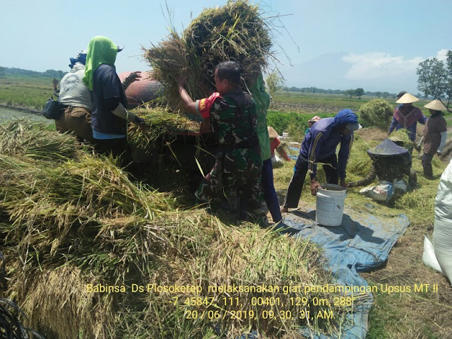 Dukung Ketahanan Pangan, Babinsa Wajib Turun ke Sawah