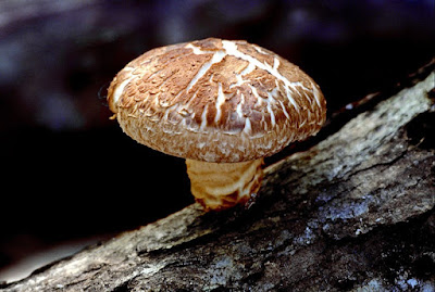 Shittake Mushrooms Vs Cariogenecity