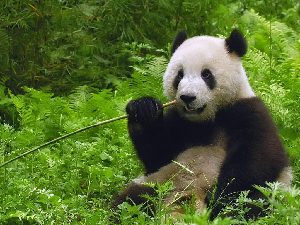 Wallpaper Hewan  Panda Lucu dan  Pemandangan  Alam 