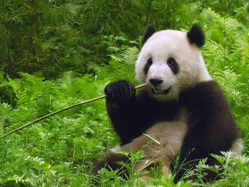 15+ Gambar Hewan Panda Lucu, Paling Trend!