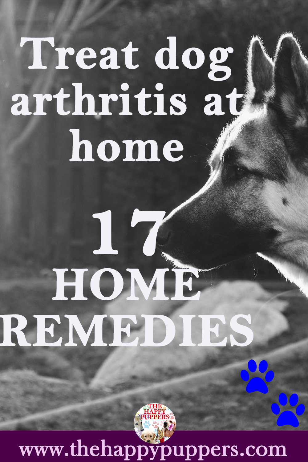 Food items which can work as remedies for arthritic dogs