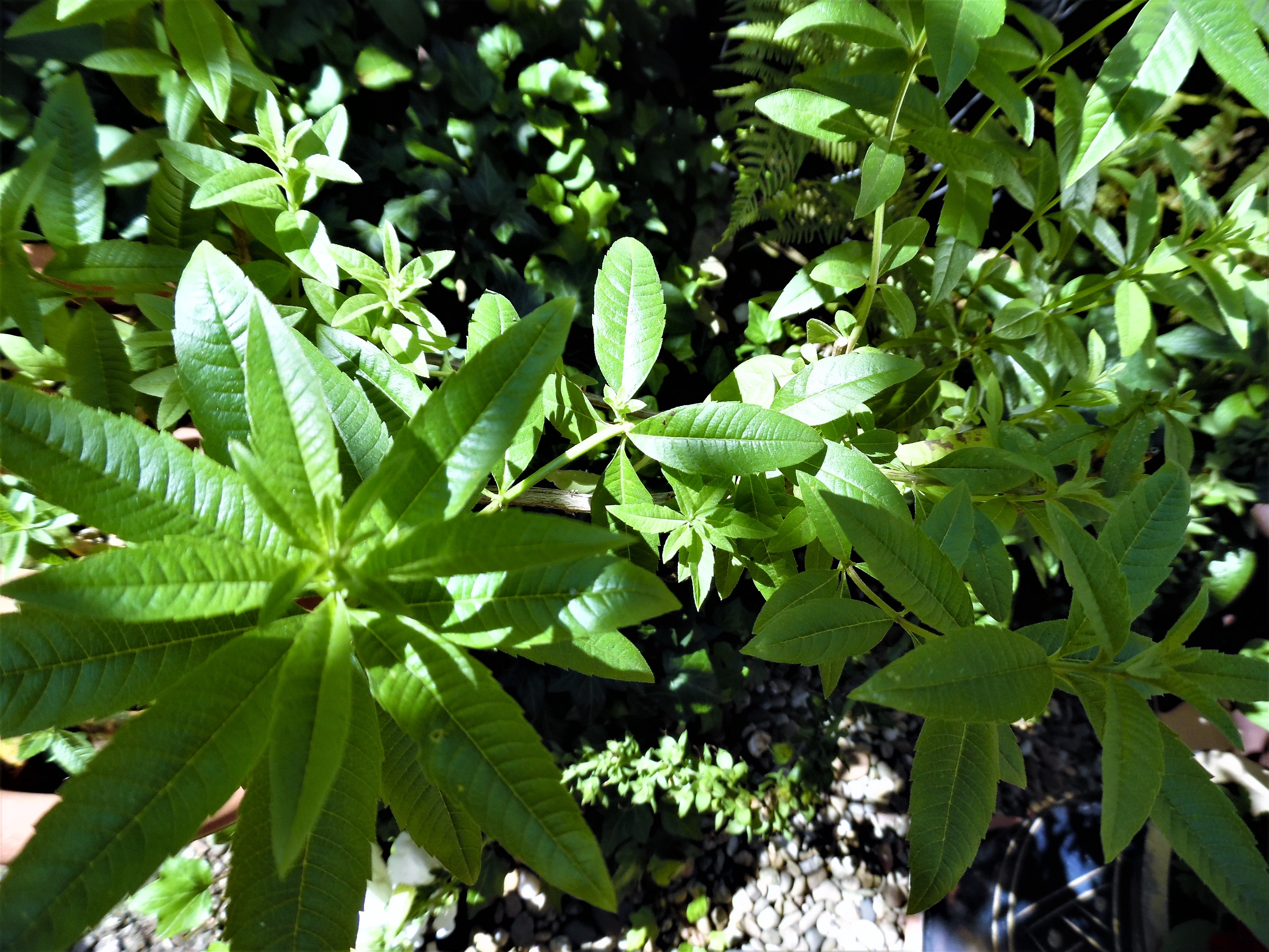 Heidis grüne Ecke Was tun gegen Stechmücken u. Co im Garten? Und wie