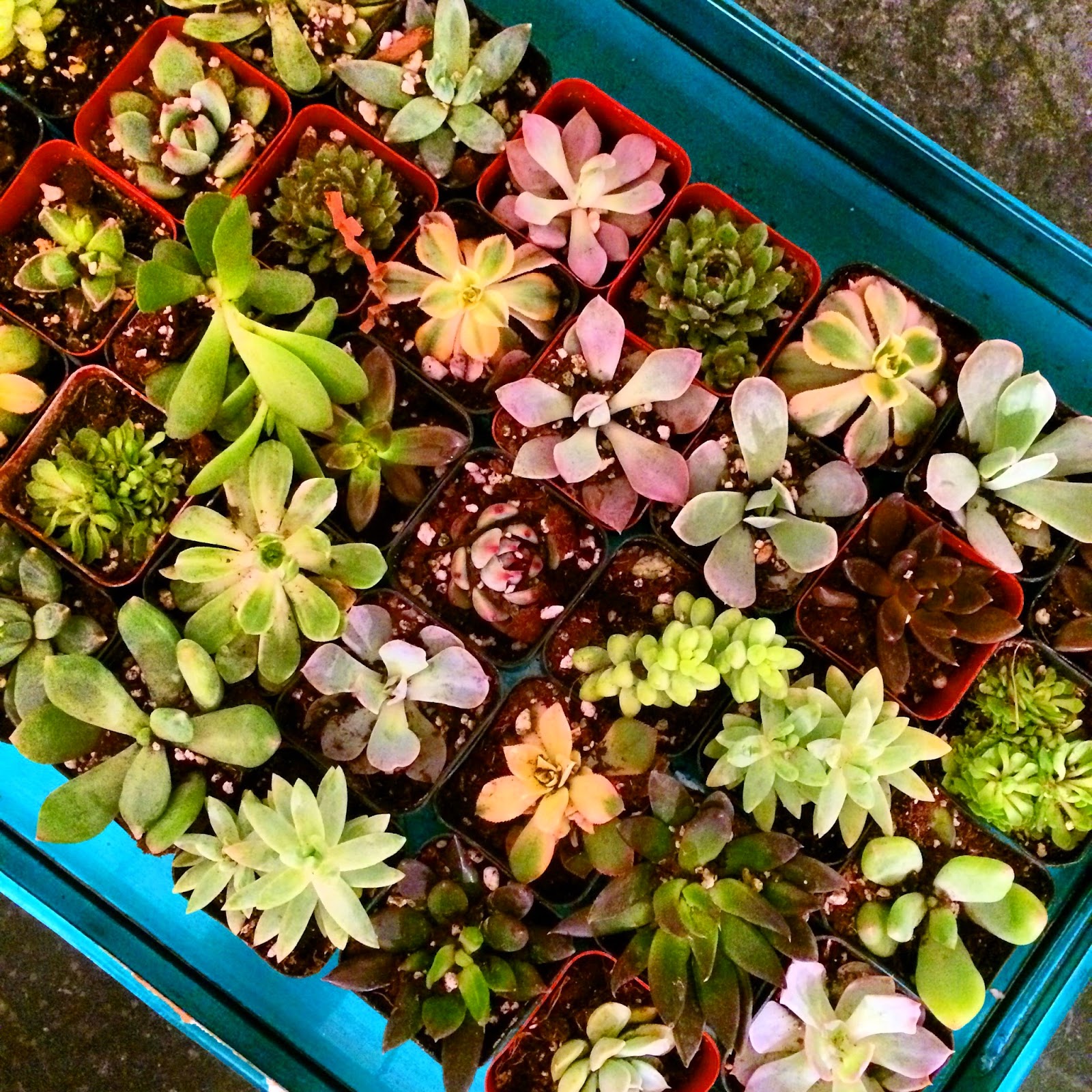 succulent plants