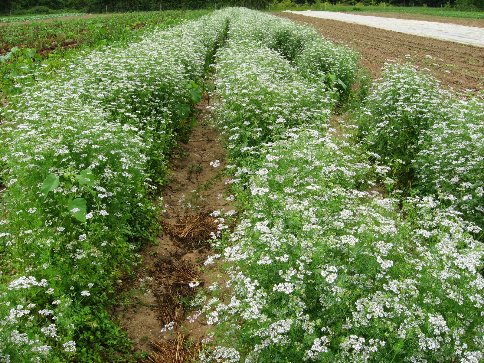 larger field of cilantro in bloom