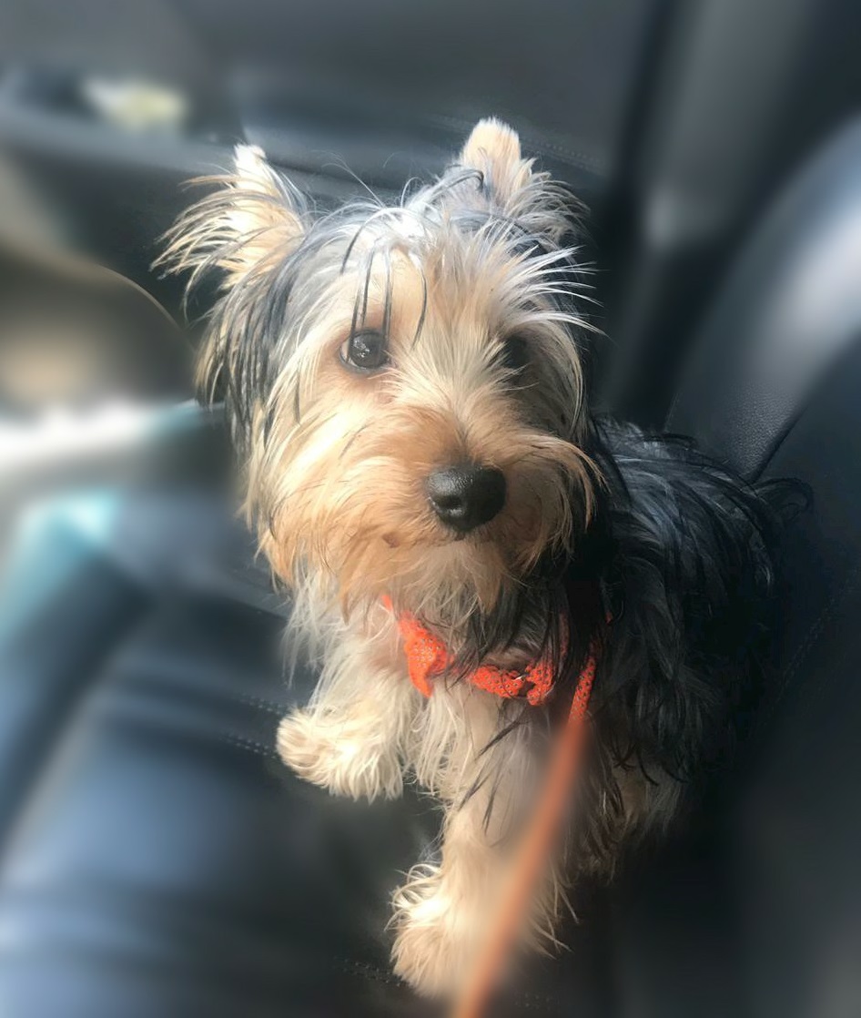 ALREADY FOUND A HOME! 483 Gauteng, Bedfordview, Germiston Yorkie
