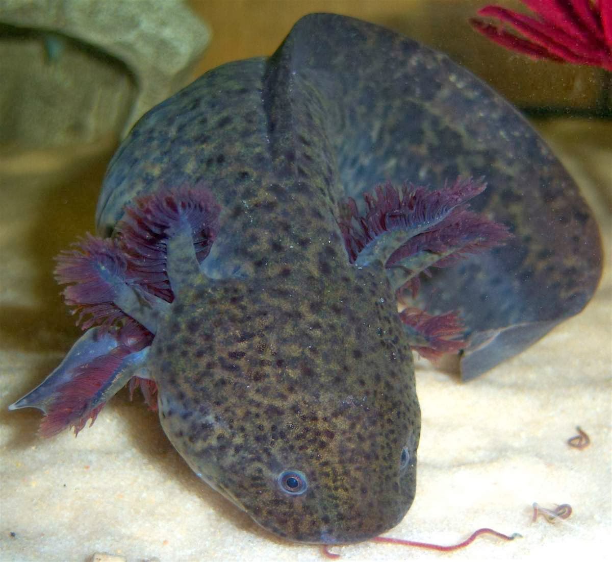 Researchers build Axolotl shelters in Xochimilco, Mexico Animals Library