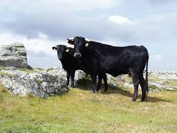 イベリア産黒牛