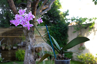 Phalaenopsis Veichtiana (equestris x schilleriana)