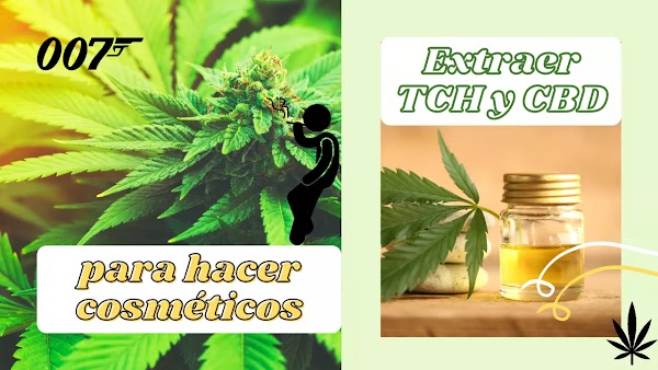 Extraer CBD y THC de la Marihuana para hacer cosméticos Extraer CBD y THC de la Marihuana para hacer cosméticos