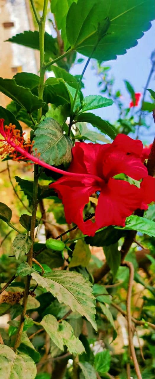 Hibiscus flower wallpaper. ~ photo gallery