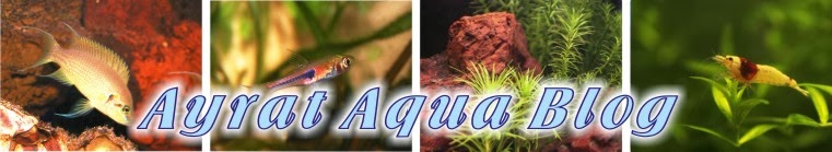 Ayrat Aqua Blog
