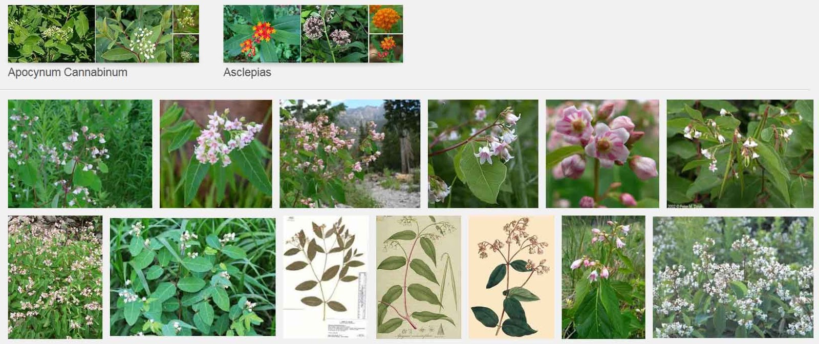 Blog Collective Native Medicinal and Poisonous Plants of British