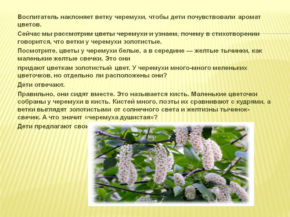 русский стиль белая черемуха. благинина черемуха стих. черемуха весной. есенина черемуха душистая. черемуха описание.