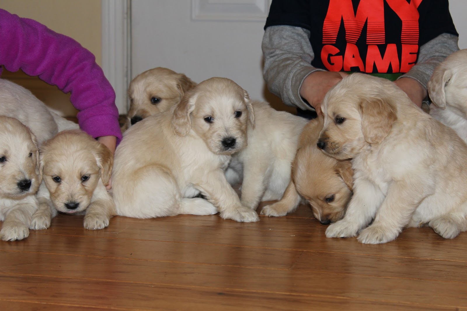 Southern Indiana Sugar Doodles 8124868504 5 Weeks Old F1b English