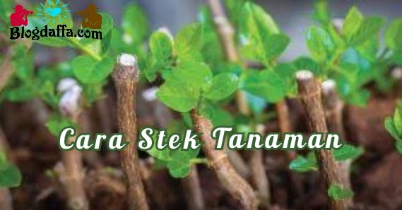 Panduan Lengkap Cara Stek Tanaman Dengan Mudah Dan Benar Blogdaffa Com