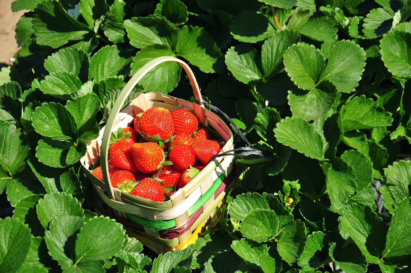  tey's fleeting moments Strawberry Picking in La Trinidad