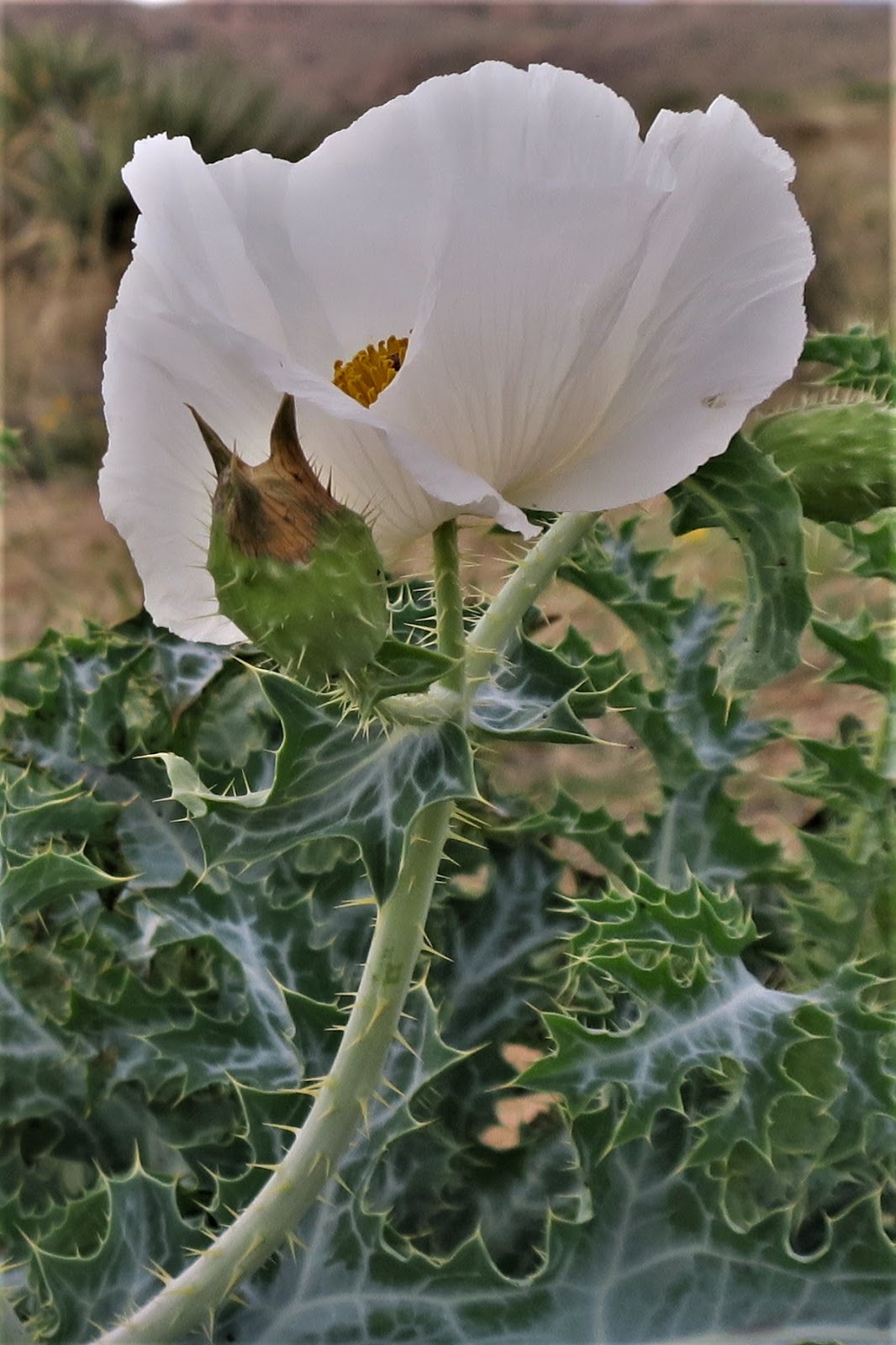 Living Rootless El Paso Poppies Festival