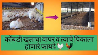 कोंबडी खताचे फायदे,कोंबडी खत,कोंबडी खत किंमत,कोंबडी खताचा शेतीसाठी उपयोग,कोंबडी खत कसे वापरावे,कोंबडी खताचा कानद्यांसाठी उपयोग,कोंबडीखत,कोंबडी खत ऊस पीक,कोंबडी खत उपयोग,कोंबडी,कोंबडी खत एक ऊतम खत,कोंबडी पालन,कोंबडी वडे रेसिपी मराठी,उसाचे खत व्यवस्थापन,गावरान कोंबडी चे लसीकरन संपूर्ण माहिती,खोडवा उसाचे खत व्यवस्थापन,विद्रव्य आणि रासायनिक खतांचे फायदे,रासायनिक खतांचा वापर,हिरवळीच्या खतांचा वापर,खोडवा उसाचे व्यवस्थापन,4. सेंद्रिय खतांची माहिती,शेणखताचे फायदे कोंबडी खताचे फायदे,कोंबडी खत,कोंबडी खत किंमत,कोंबडी खताचा शेतीसाठी उपयोग,कोंबडी खत कसे वापरावे,कोंबडी खताचा कानद्यांसाठी उपयोग,कोंबडीखत,कोंबडी खत ऊस पीक,कोंबडी खत उपयोग,कोंबडी,कोंबडी खत एक ऊतम खत,कोंबडी पालन,कोंबडी वडे रेसिपी मराठी,उसाचे खत व्यवस्थापन,गावरान कोंबडी चे लसीकरन संपूर्ण माहिती,खोडवा उसाचे खत व्यवस्थापन,विद्रव्य आणि रासायनिक खतांचे फायदे,रासायनिक खतांचा वापर,हिरवळीच्या खतांचा वापर,खोडवा उसाचे व्यवस्थापन,4. सेंद्रिय खतांची माहिती,शेणखताचे फायदे