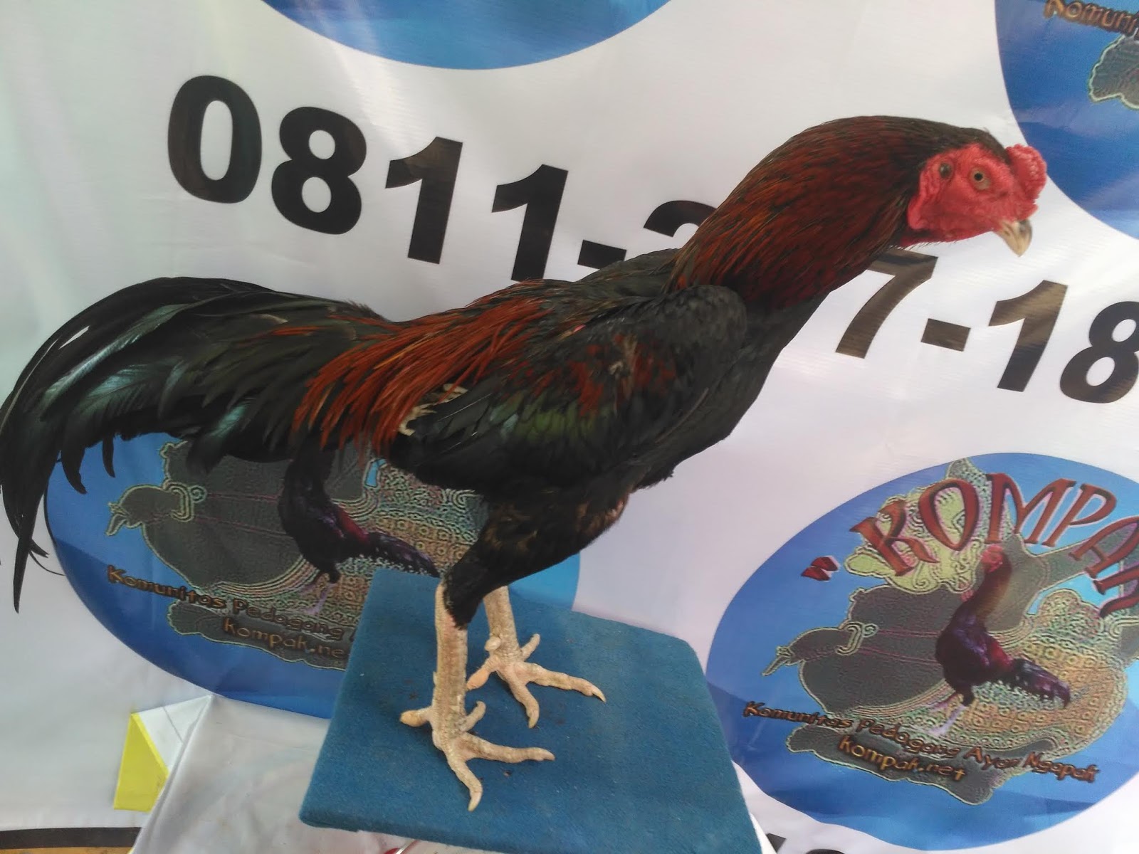 37+ Terbaru Gambar Ayam Aduan Mangon