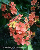 Bauhinia kockiana