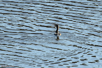 Corb marí gros (Phalacrocorax carbo)