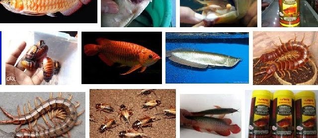 Makanan Ikan Arwana dan Cara Memberikan yang Baik dan Bagus