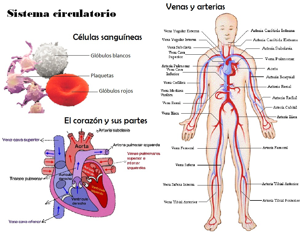 El Aparato Circulatorio La Sangre Y El Corazon 6º My English And