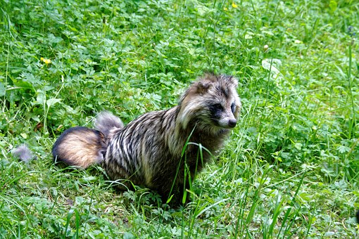 a raccoon dog laying in a grass field