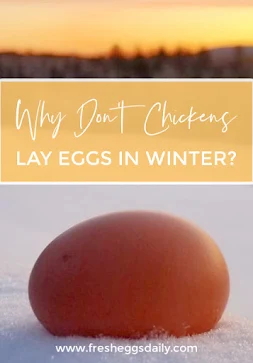 why don't chickens lay eggs in the winter