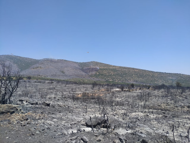 Πυρκαγιά στην Αργολίδα - Υπο έλεγχο η κατάσταση - Παραμένουν όλες οι δυνάμεις για τυχόν αναζωπύρωση