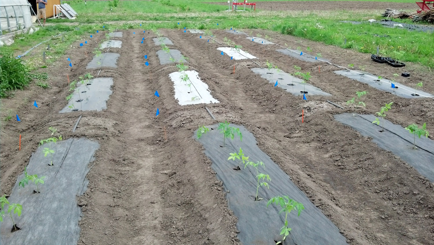 Exploring alternatives to plastic mulch