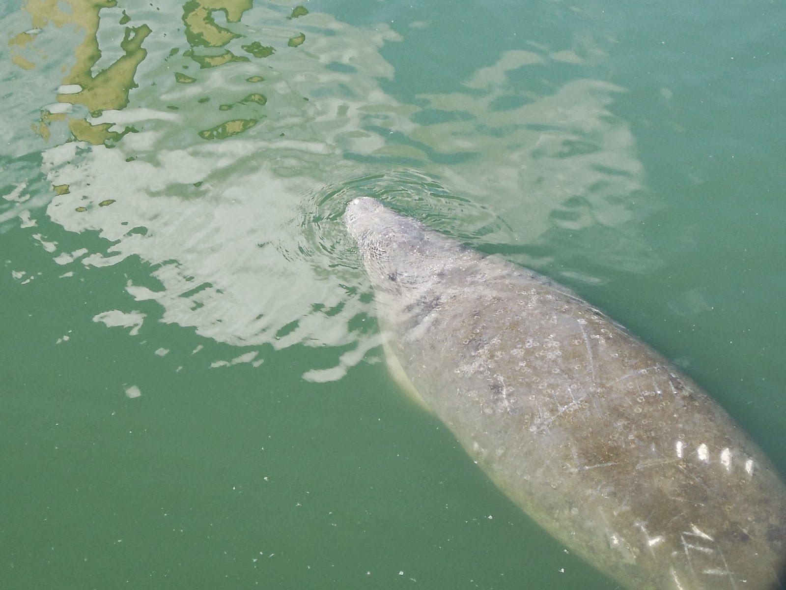 Sweet Escapes: TECO's Manatee Viewing Center