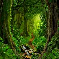 Rainforest%2BEscape.jpg