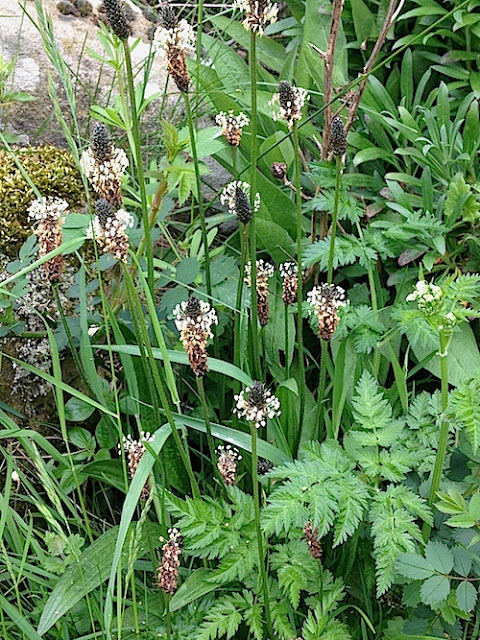 Plantago lanceolata - ribwort plantain