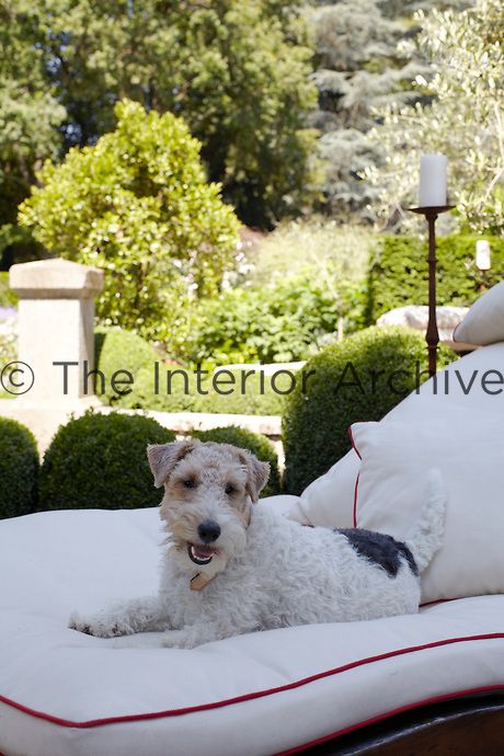 NOSSOS FIÉIS COMPANHEIROS