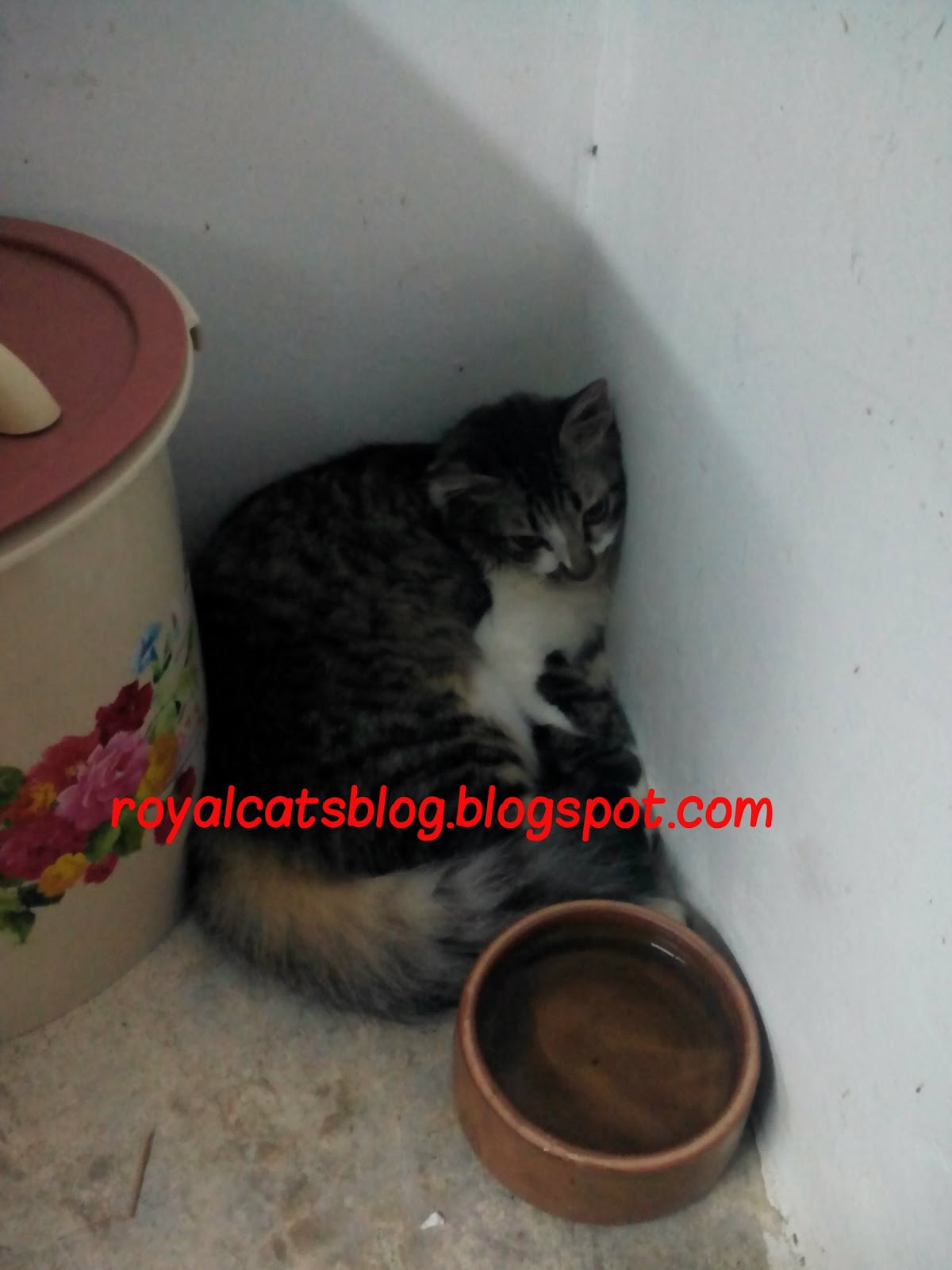 Royal Cat's Blog: Tanda-Tanda Kucing Ada Masalah Hairball