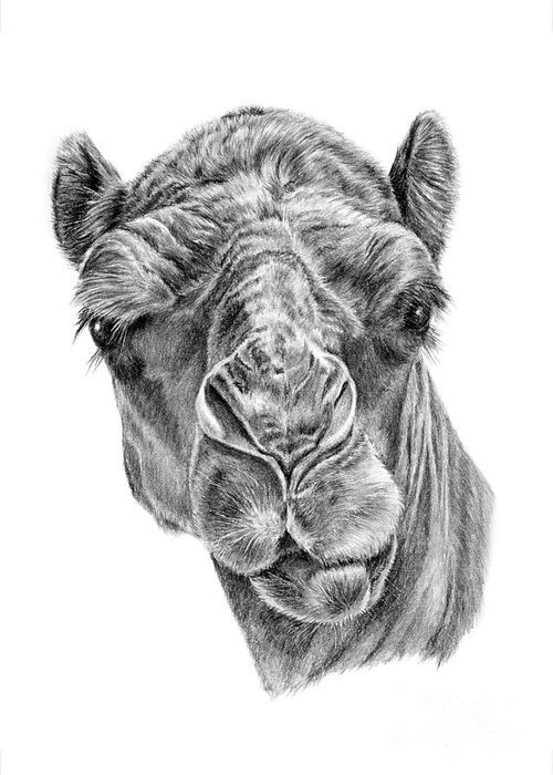Pencil Paws Art: Home