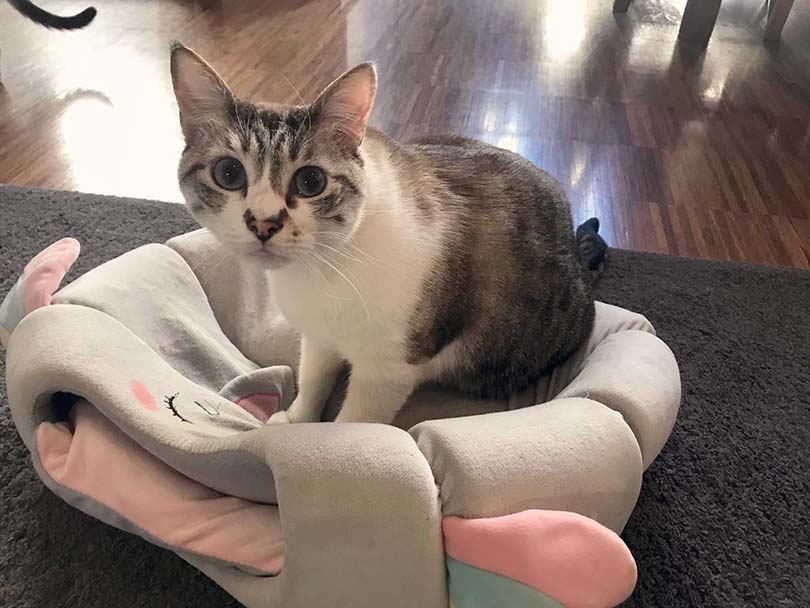 Crazy Cat Cafe in Milan, Italy