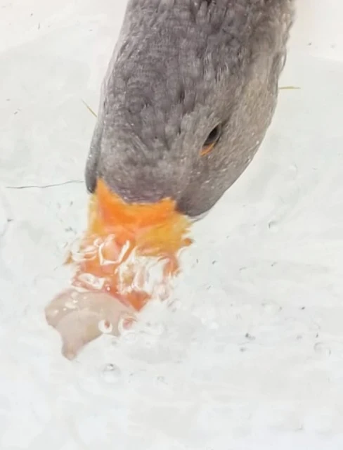 What Do Backyard Geese Eat? - Fresh Eggs Daily® with Lisa Steele